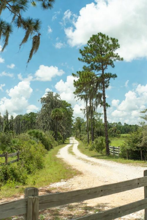 Florida Old Dirt Road Florida Dirt Road